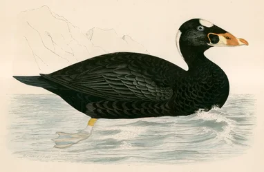 Selvfølgelig Scooter