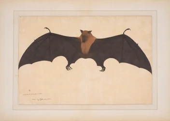 En stor indisk frugtflagermus eller flyvende ræv (Pteropus Giganteus)