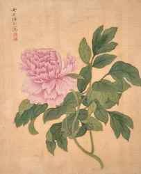 Peony fra Album of Flowers (blæk og farve på silke)