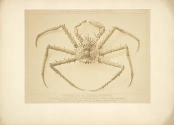 [Krabbe]