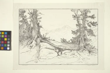 Sierra Pines (blæk på papir)
