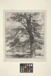 Sugar Maple (blæk på papir)