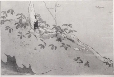 Vintergrønt (blæk på papir)