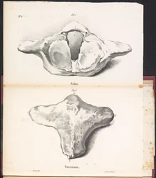 Atlas og brystben af ​​hvalen, 1827 Atlas / Sternum (titel på objekt)