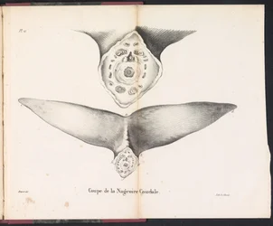 Udsnit af hvalens halefinne, 1827 Coupe de la Nageoire Caudale (titel på objektet)