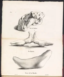 Tre dele af hvalens hyoidknogle, 1827 Os du Rocher / Os Hyoid / Corne de l