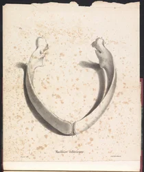 Hvalens underkæbe, 1827 Machoire inferior (titel på objekt)