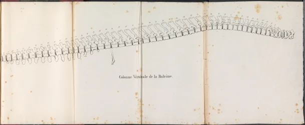 Hvalens rygrad, 1827 Colonne Vertébrale de la Baleine (titel på objektet)