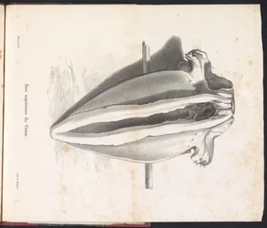 Hvalkranie, 1827 Face supérieure du Crâne (titel på objekt)
