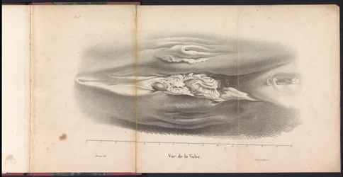 Hvalens kvindelige kønsorganer, 1827 Vue de la Vulve (titel på objekt)
