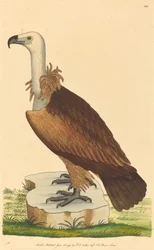 Alpegriben