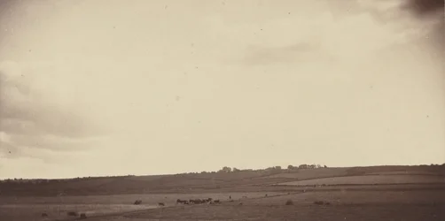 Udsigt over marker med køer, 1850