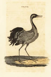 Demoiselle trane, Grus jomfru