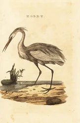 Stor hejre, Ardea alba