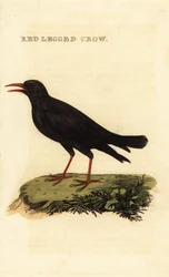 Rødnæbbet chough, Pyrrhocorax pyrrhocorax