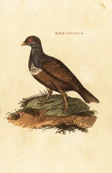 Skotsk urfugl, Lagopus lagopus scotica