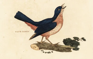 Sibirisk blå robin, meget Larvivora