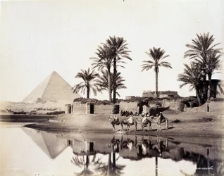 Kameler drikker ved foden af pyramiderne i Egypten - fotografi af Zangali-brødrene, slutningen af det 19. århundrede