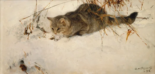 En kat, der forfølger en mus i sneen