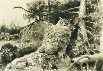Berguv (Ørneugle) Bubo Bubo