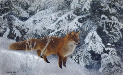 Vinterræv