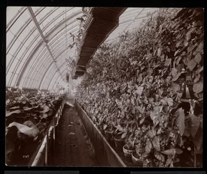 Orkideer i et drivhus på Helen Gould ejendom (sen Jay Gould bolig) i Tarrytown, New York, 1894 (sølv gelatine print)
