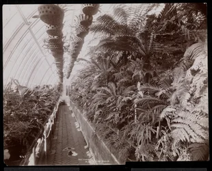 Planter i et drivhus på Helen Gould ejendom (sen Jay Gould bopæl) i Tarrytown, New York, 1894 (sølv gelatine print)