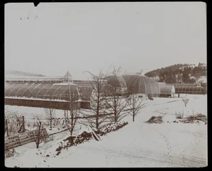 Drivhusene i sneen på Helen Gould-ejendommen (sen Jay Gould-residens) i Tarrytown, New York, 1894 (sølv gelatinetryk)
