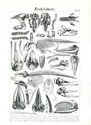 Anatomisk illustration af havpattedyr
