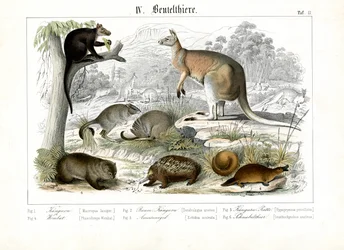 Australske pungdyr og monotremier