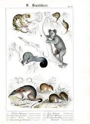 Australske pungdyr i deres naturlige habitat