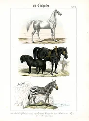 Heste: Heste og zebraer