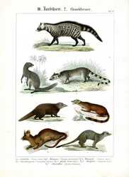 Forskellige kødædere fra civet- og mungo-familierne