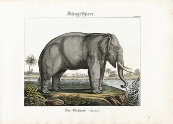 Afrikansk elefant