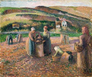 Plukke kartofler, 1893