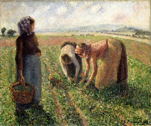 Ærtehøst, Eragny, 1893.