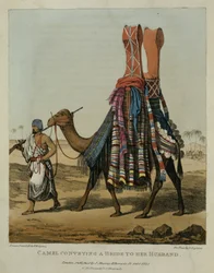 Kamel, der transporterer en brud til sin mand, graveret af Denis Dighton (1792-1827), plade 16 fra "A Narrative of Travels in Northern Africa", udgivet af Denis Dighton (1792-1827). 1821
