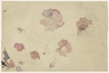 Blomsterstudier i lilla og pink