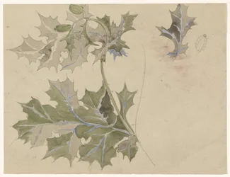 Tidsel blade