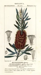 Albany flaskebørste, Callistemon smuk