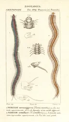 Stangtandet nereid, Perinereis nuntia 1 og nereid, Syllis armillaris 2