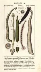 Fiskeigler og ferskvandsigler: Branchiobdellida 1, Pontobdella spinosa 2, Whitmania laevis 3, Hirudo vittata 4, Piscicola geometra 5, Ichthyobdella geometra 5, Geobdella trochetii 6