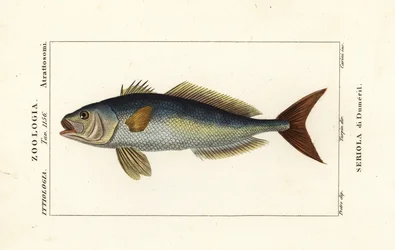 Større ravjack, Seriola dumerili, Seriola di Dumeril