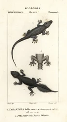Husgekko, Hemidactylus frenatus 1, og bredhalet gekko, Phyllurus platurus 2