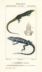 Jungle-runner, Ameiva ameiva,, Lucertola ameiva 1 og golden tegu, Tupinambis teguixin, Safeguard of America