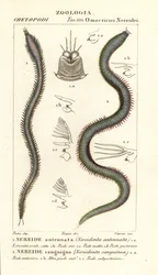 Leodice antennata, Nereidonta antennata 1 og Eunice sanguinea, Nereidonta sanguinea 2
