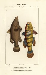 Nilaborre, Lates niloticus og sovende fisk eller gudgeon, Ophiocara macrolepidota