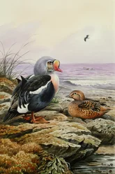 King Eider (toilet)