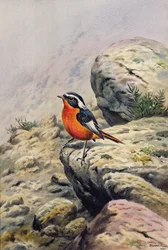 Moussiers rødstjert
