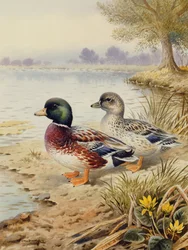Silver Call Ducks